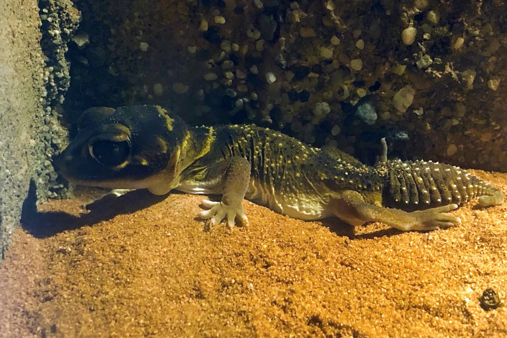 Northern Banded Knobtail Gecko