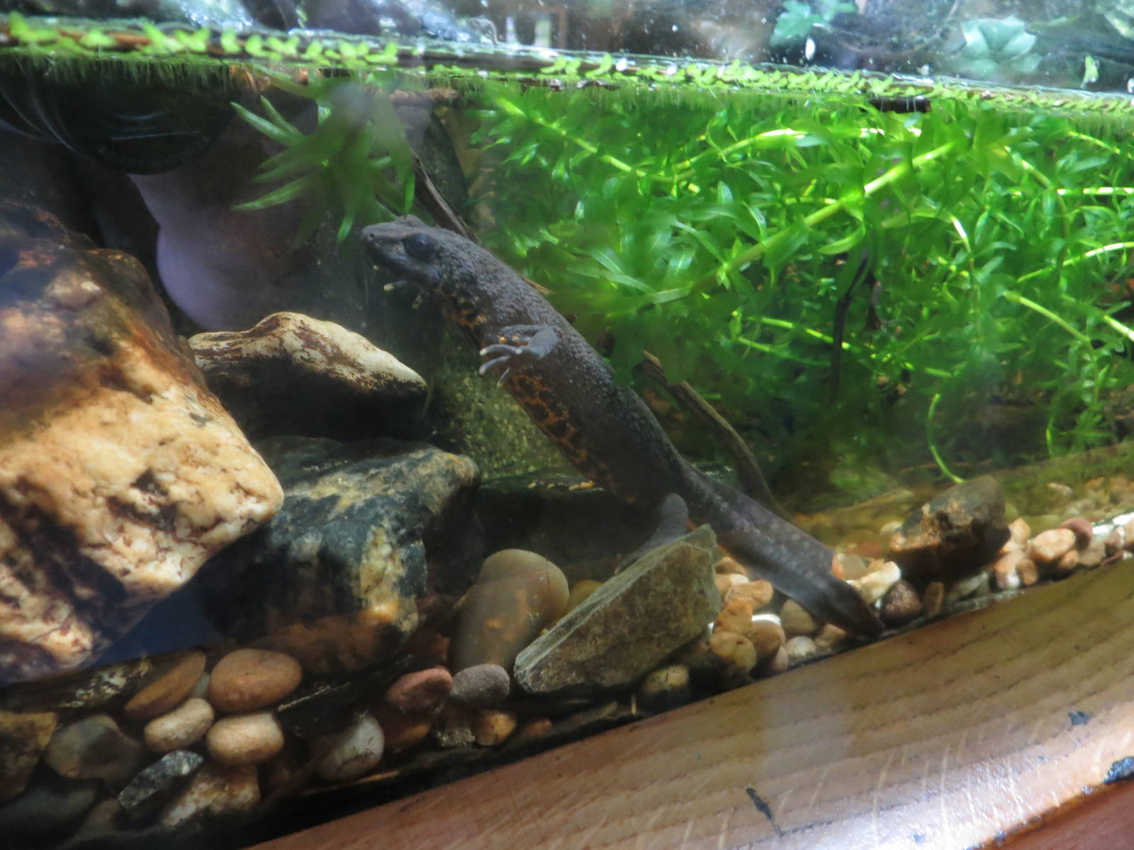 Northern Banded Newt 170916