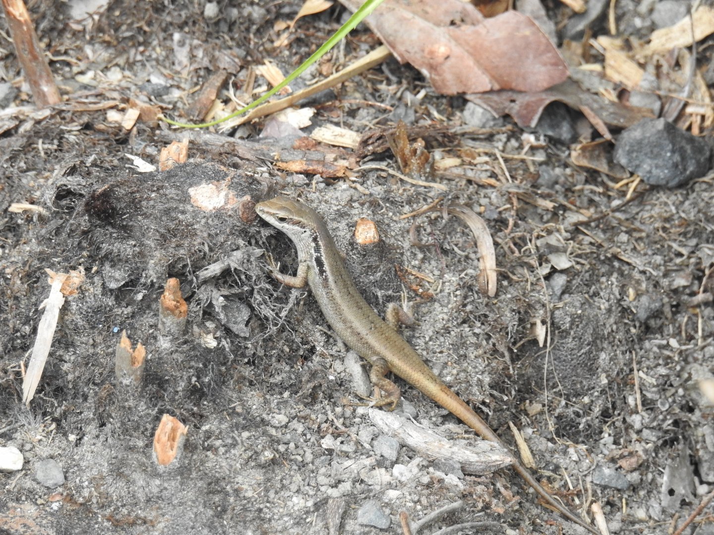 Northern Bar-Sided Skink (wild)