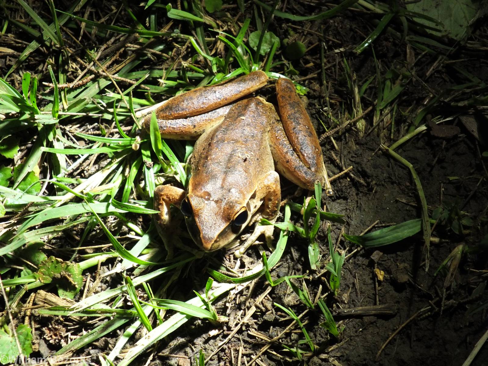 Northern Barred Frog