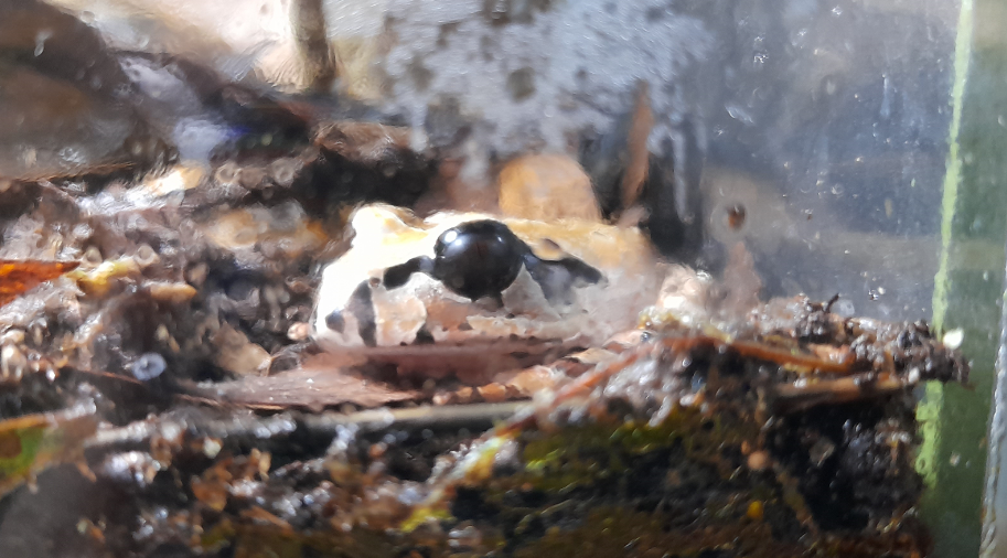 Northern Barred Frog