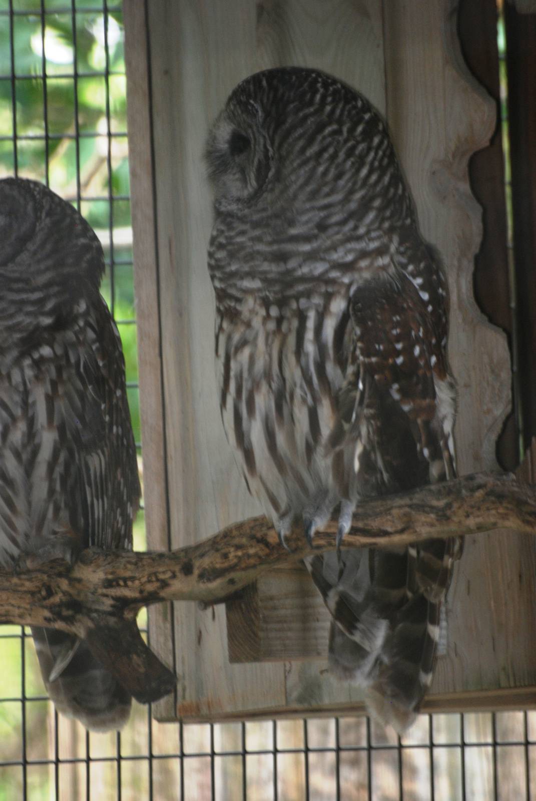 Northern Barred Owl at Peace River Wildlife Centre, 09/10/13