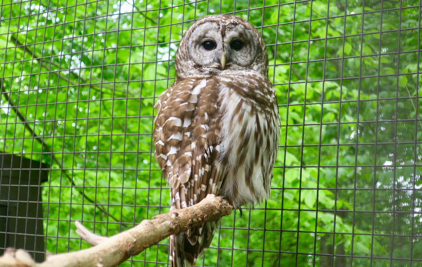 Northern Barred Owl (Strix varia varia)