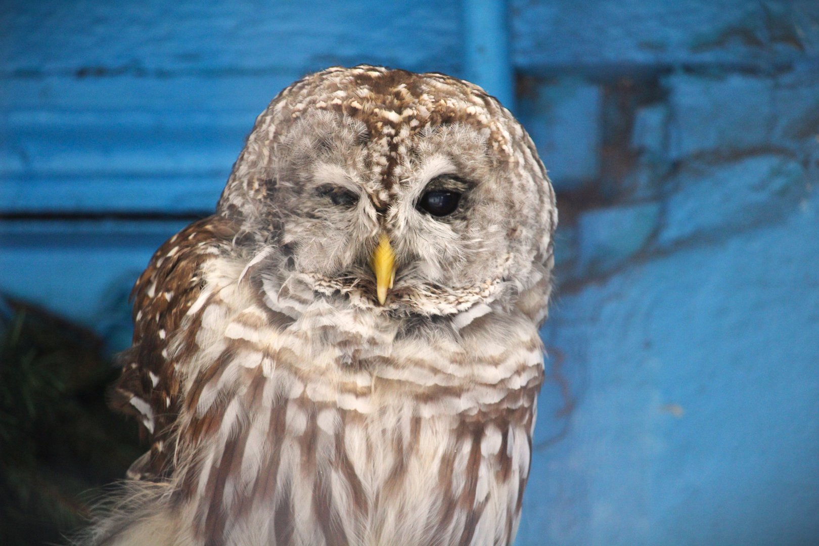 Northern Barred Owl