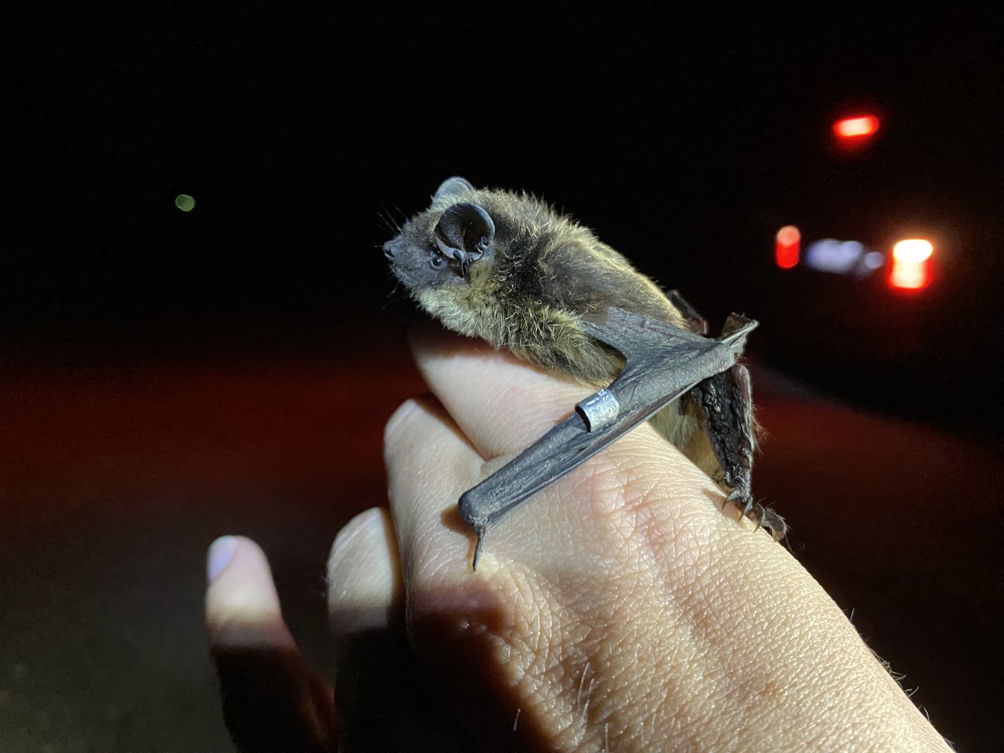 Northern Bat (Eptesicus nilsonii)
