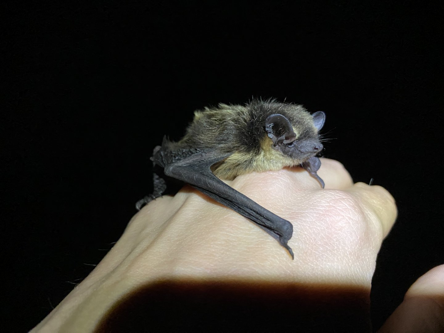 Northern Bat (Eptesicus nilsonii)