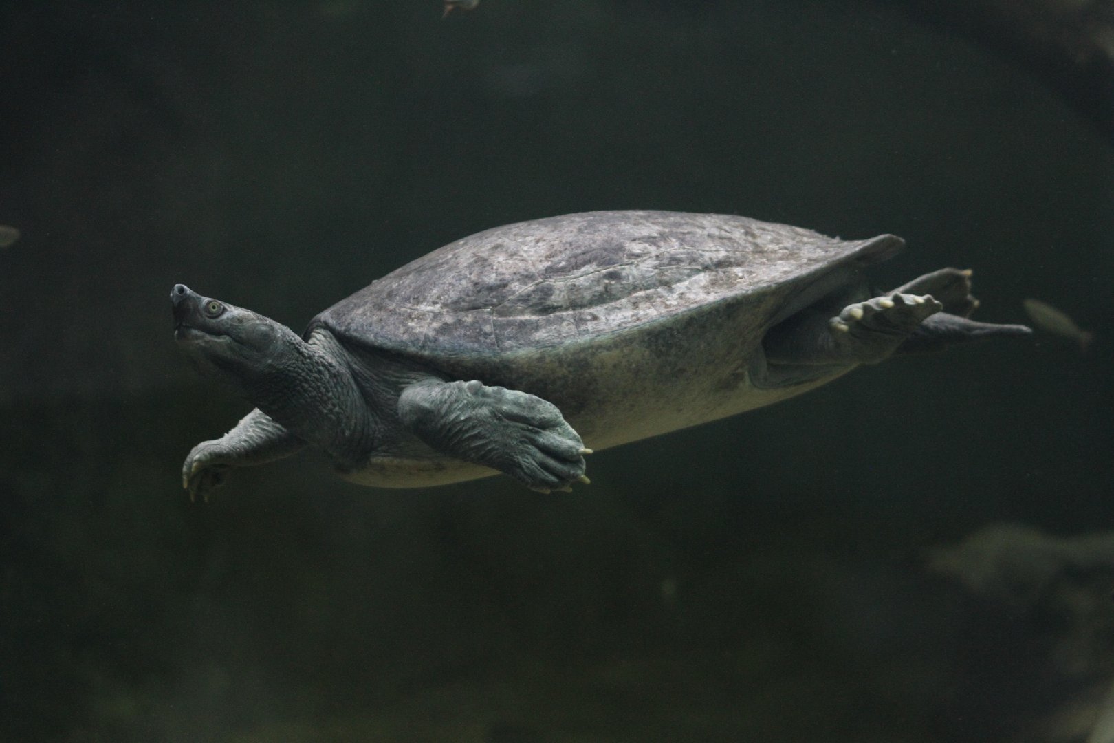 Northern batagur (Batagur baska)