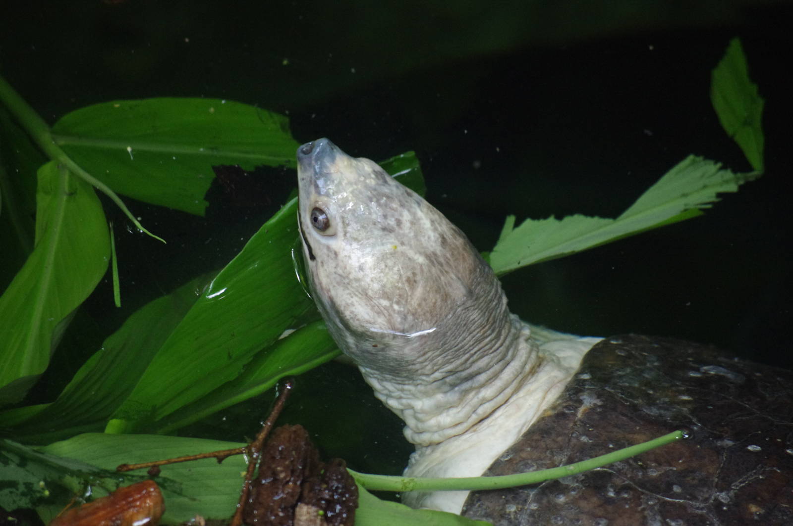 Northern Batagur Turtle