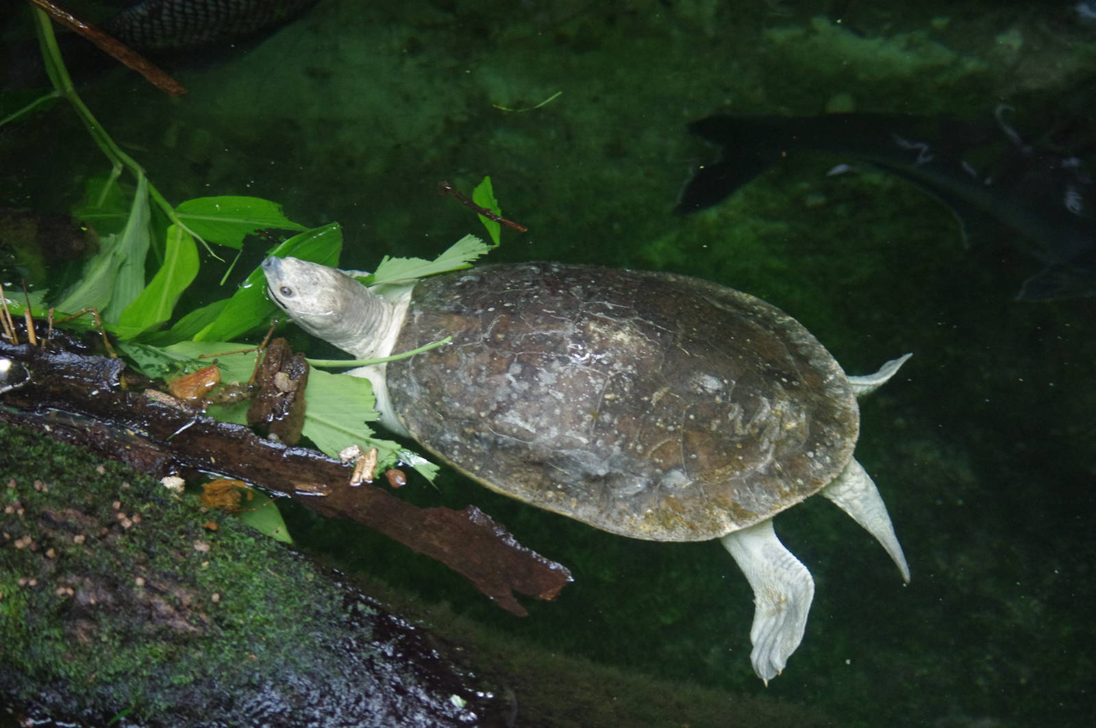 Northern Batagur Turtle