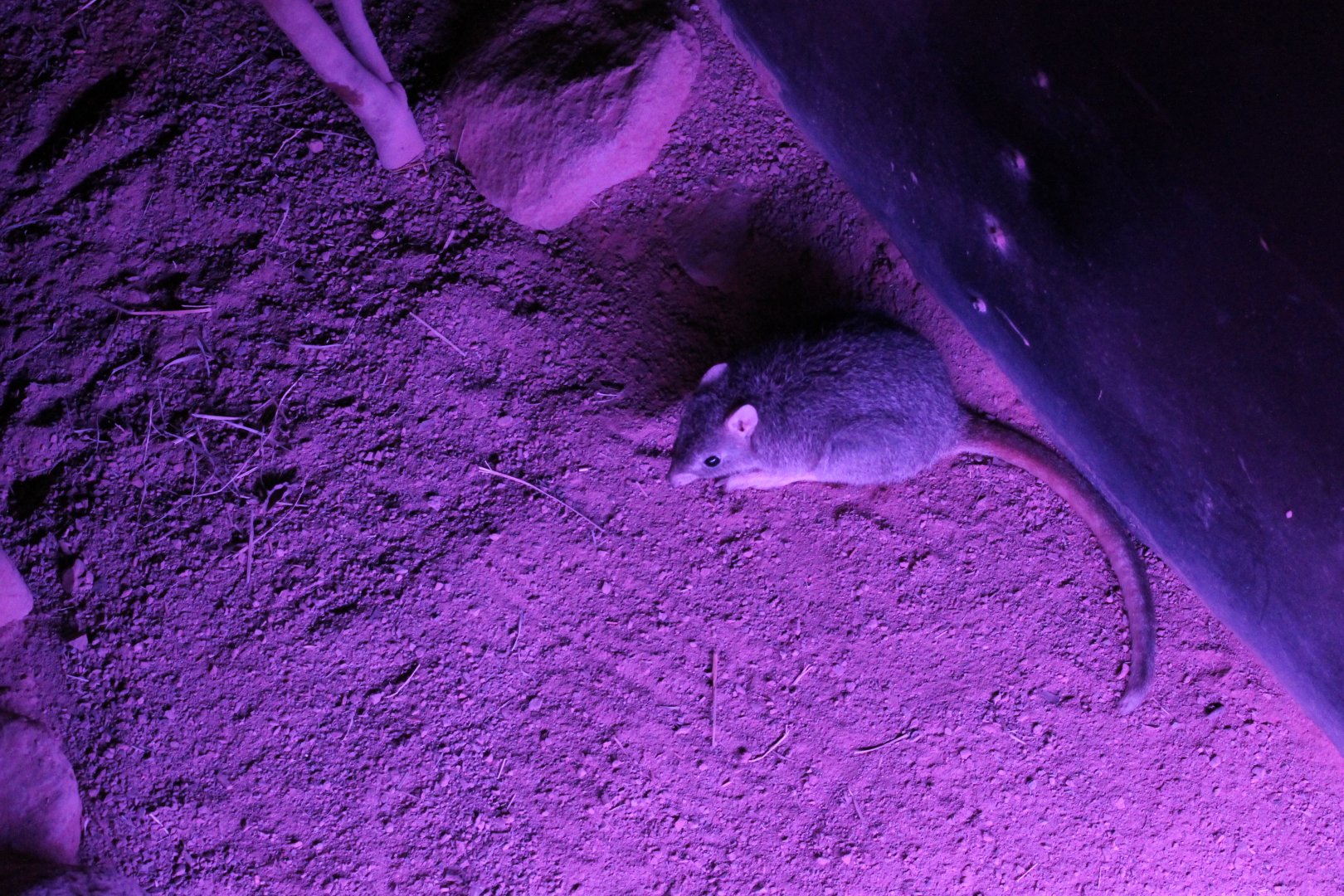 Northern Bettong (Bettongia tropica)