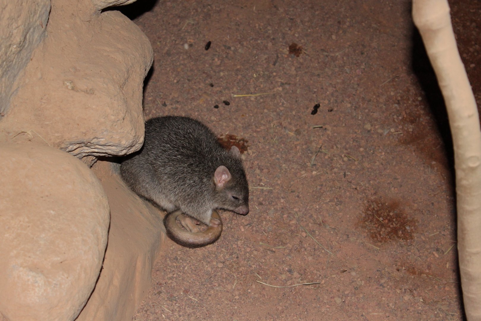 Northern Bettong (Bettongia tropica)