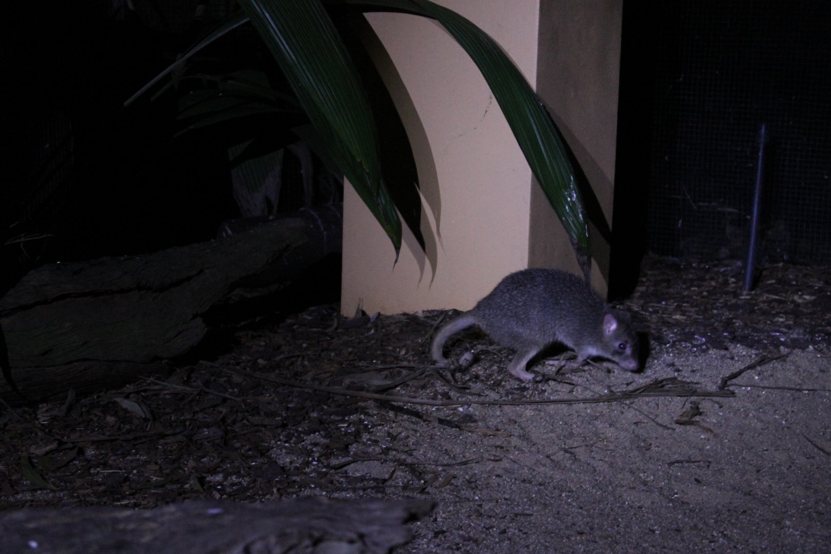 Northern Bettong (Bettongia tropica)
