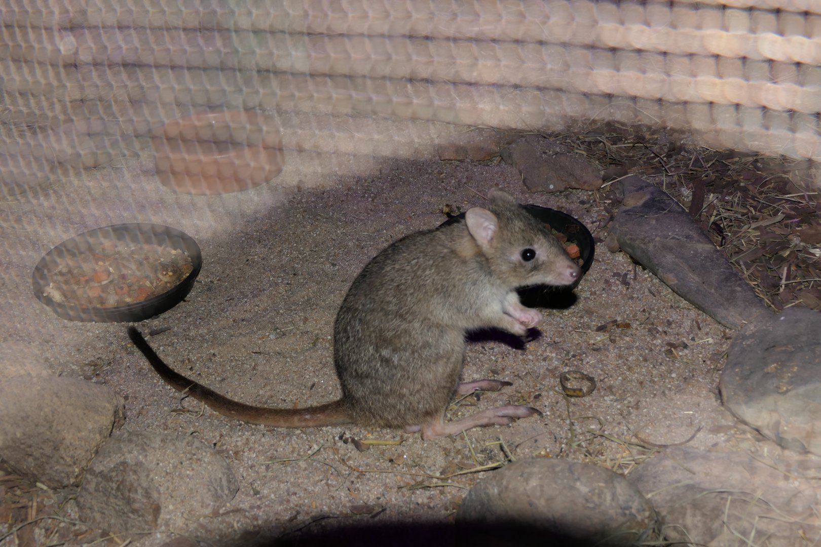 Northern Bettong