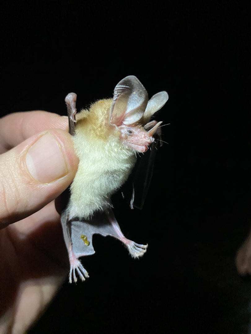 Northern Big-eared Bat (Micronycteris tresamici)