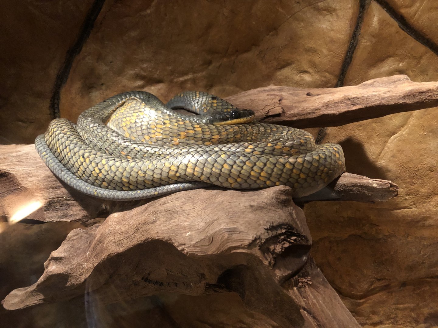 Northern Bird Snake - Mar 2019
