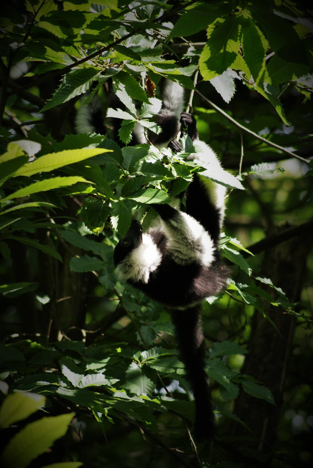 Northern black-and-white ruffed lemur