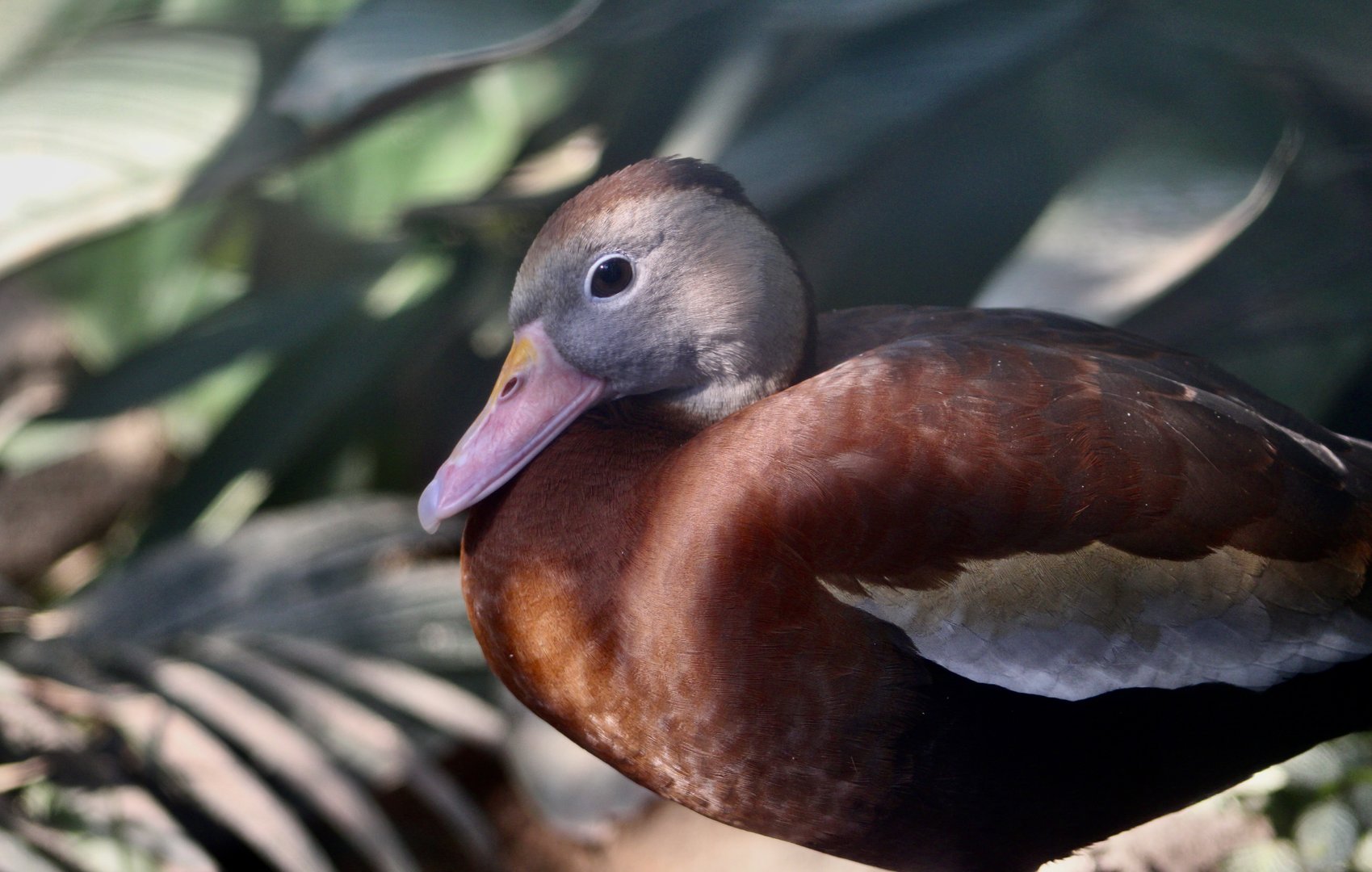 Northern Black-Bellied Whistling Duck (Dendrocygna autumnalis fulgens)