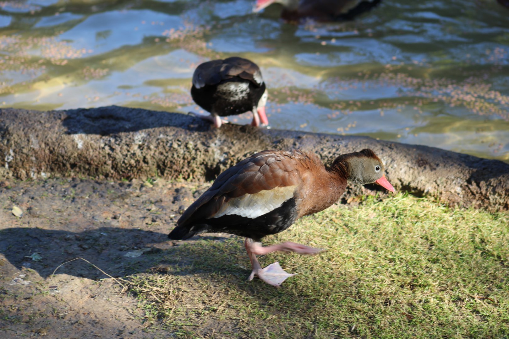 Northern Black-Bellied Whistling-Duck