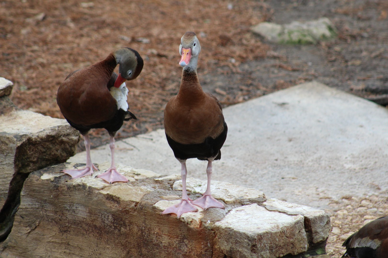 Northern Black-Bellied Whistling-Duck