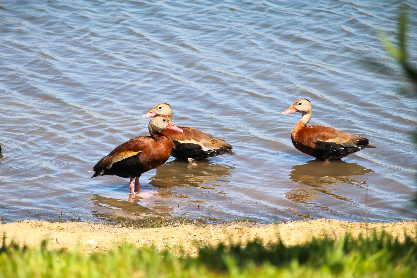 Northern Black-bellied Whistling-Ducks