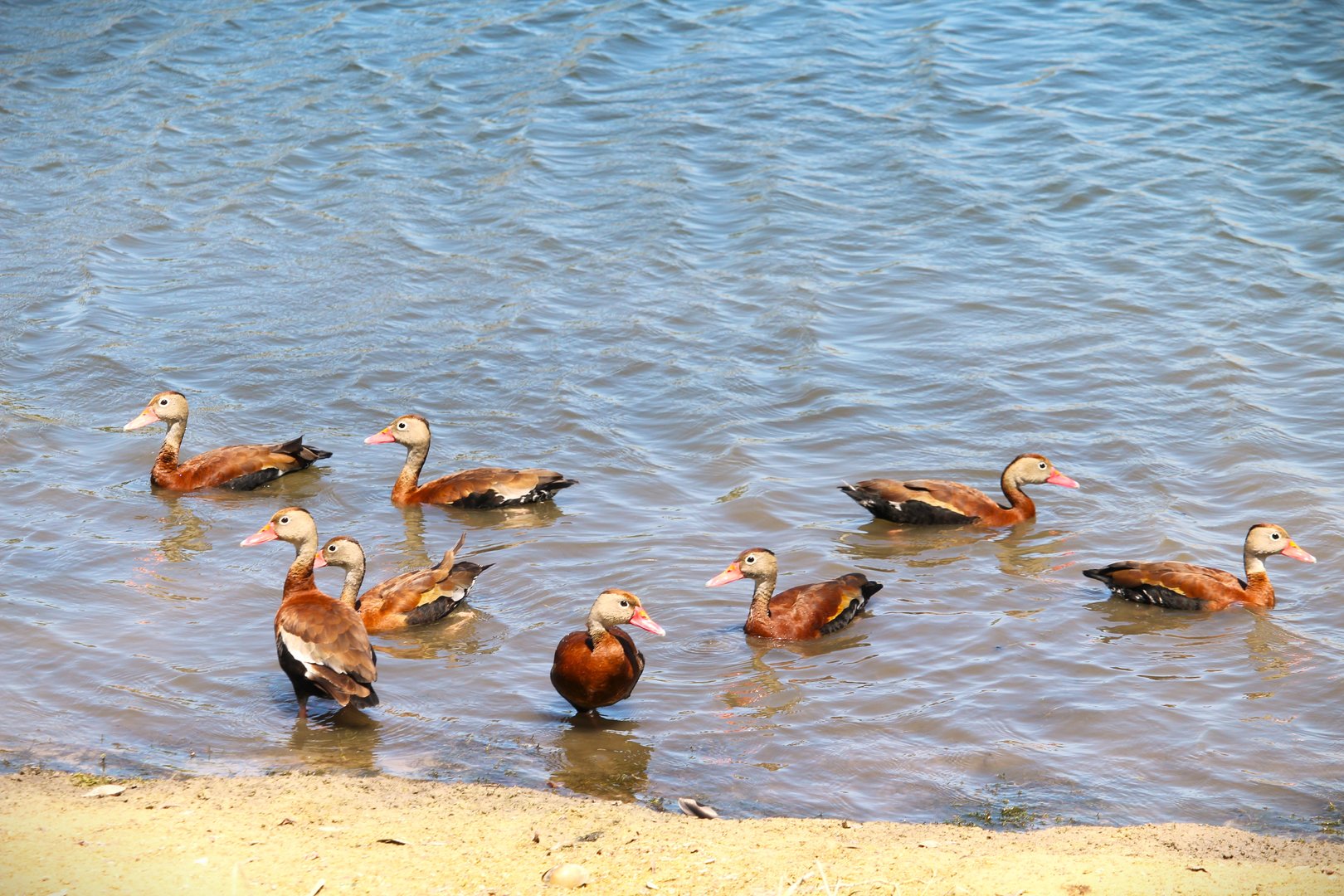 Northern Black-bellied Whistling-Ducks