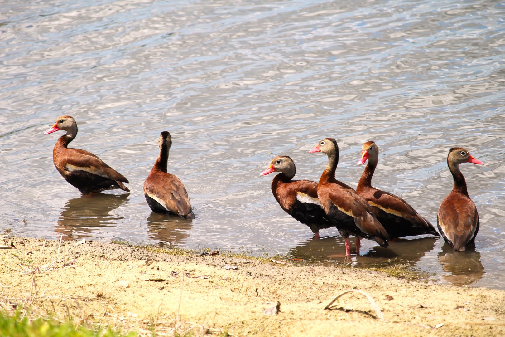Northern Black-bellied Whistling-Ducks