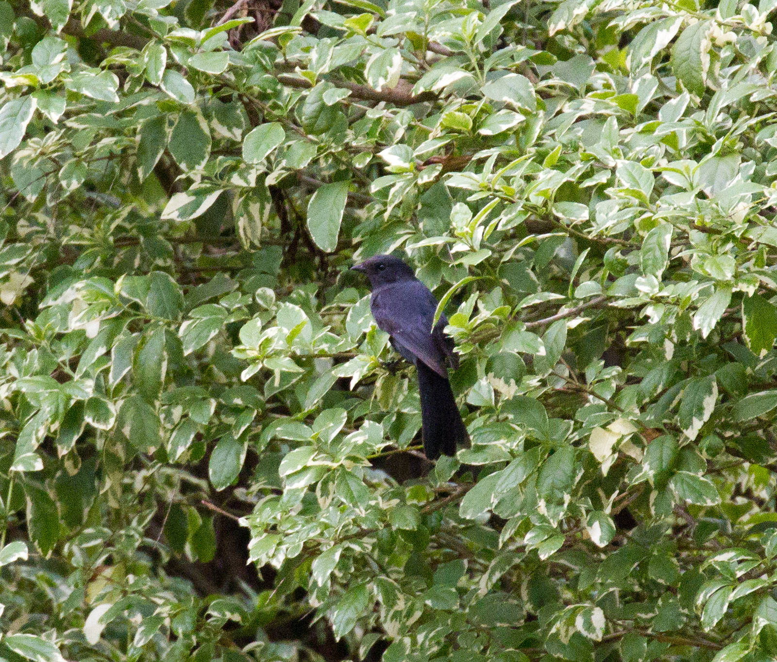 Northern Black Flycatcher