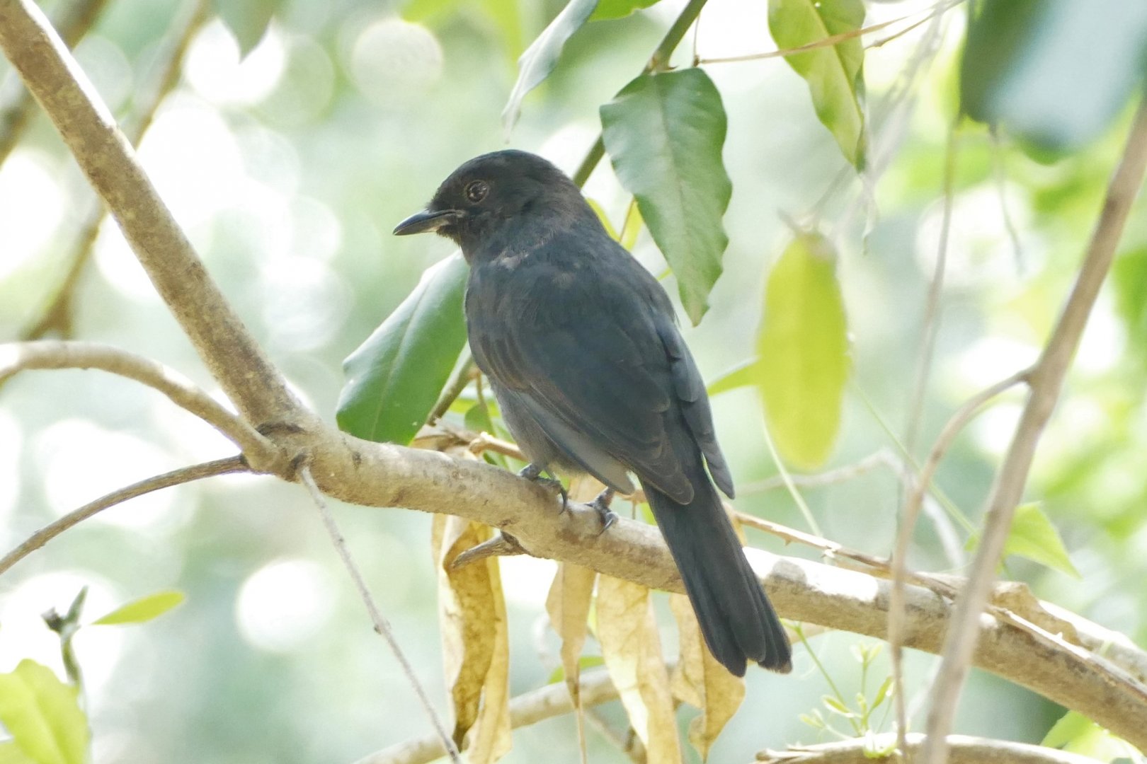 Northern Black-flycatcher