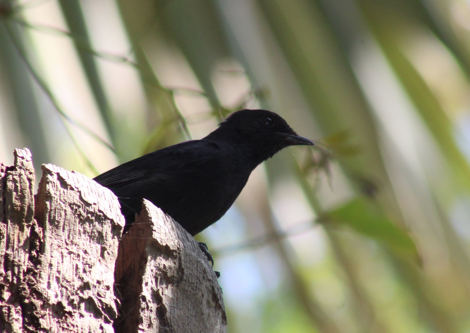 Northern black flycatcher