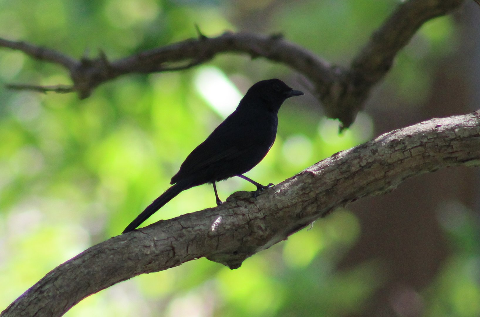 Northern black flycatcher