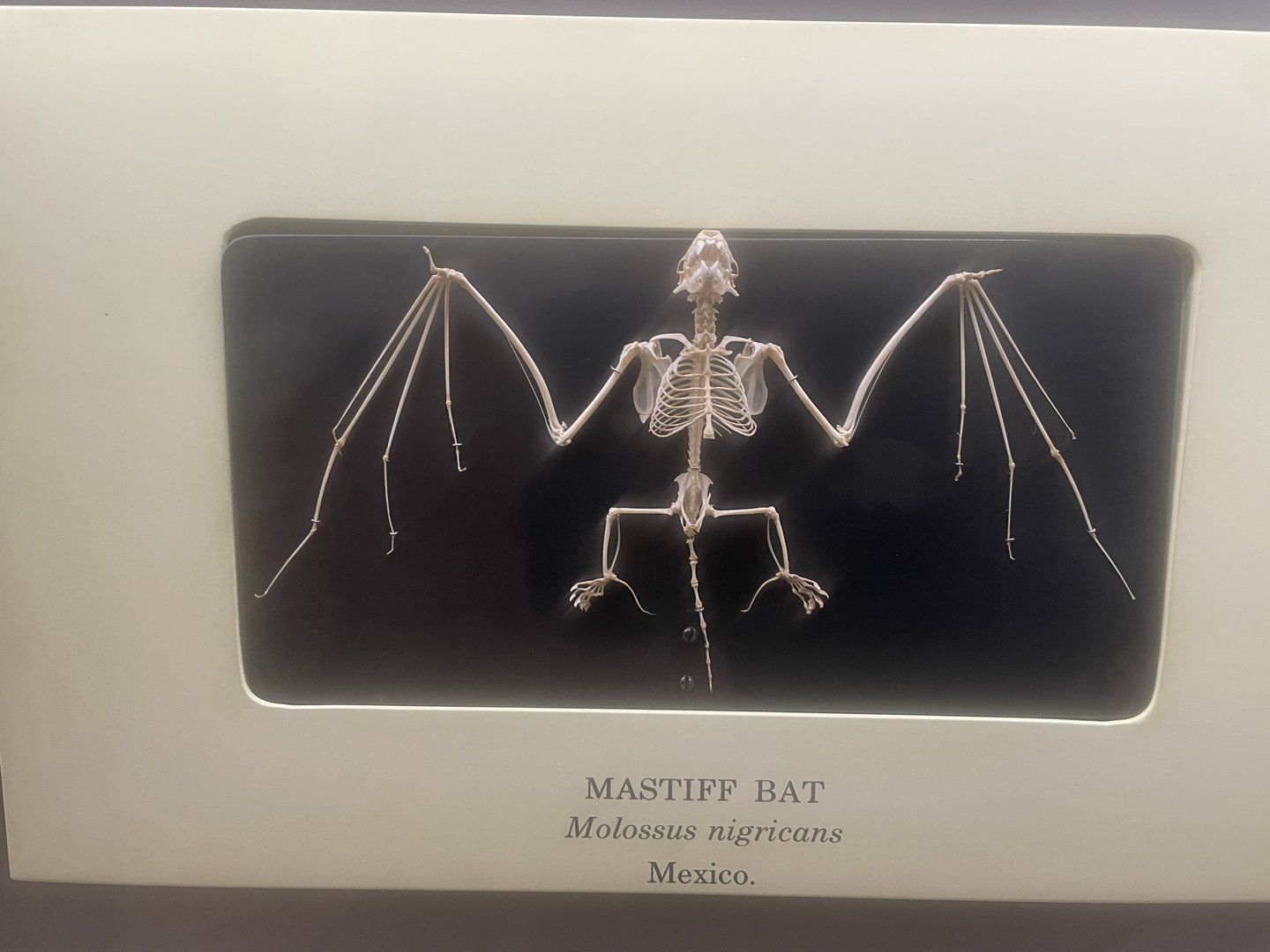 Northern Black Mastiff Bat