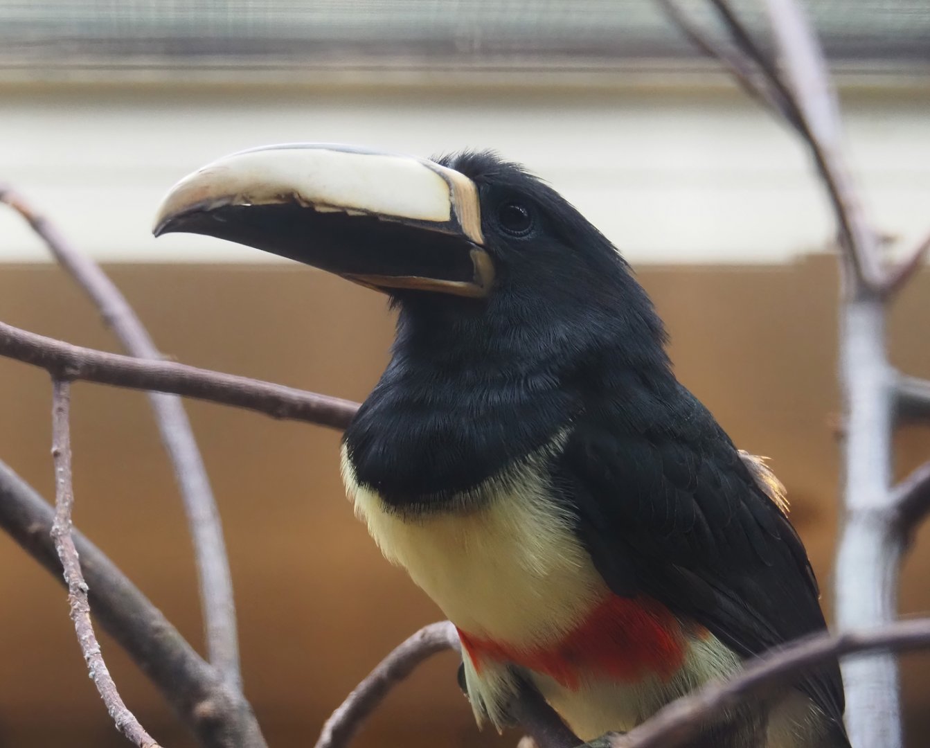 Northern black-necked aracari (Pteroglossus aracari atricollis), 2024-05-22