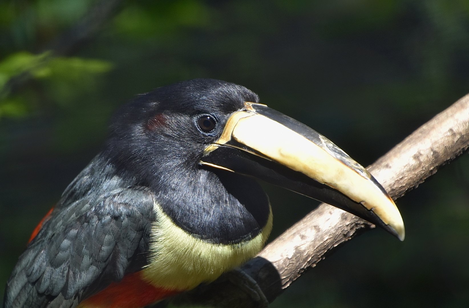 Northern Black-Necked Aracari (Pteroglossus aracari atricollis)