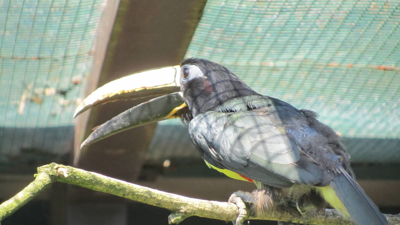 Northern black-necked aracari