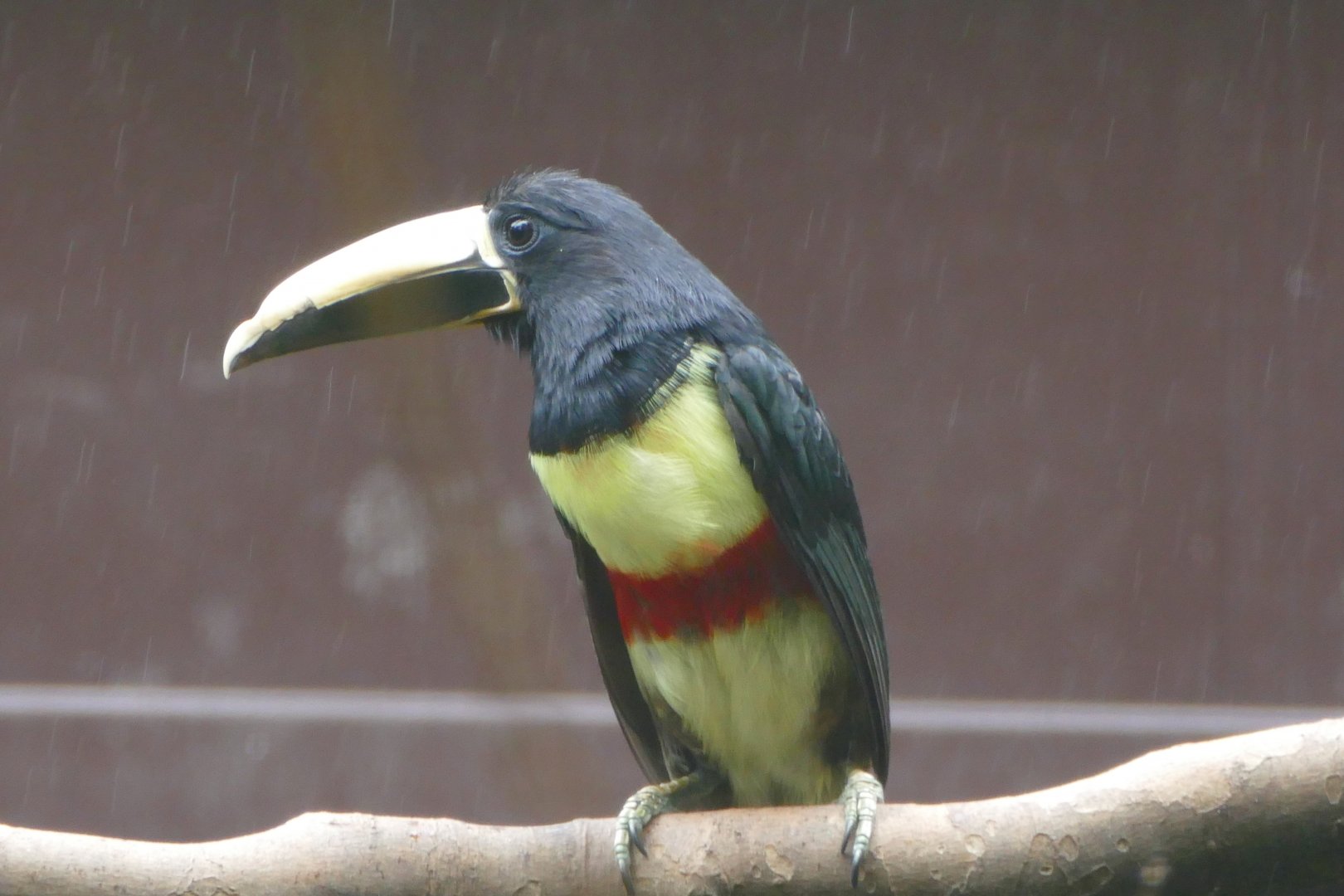 Northern black-necked aracari