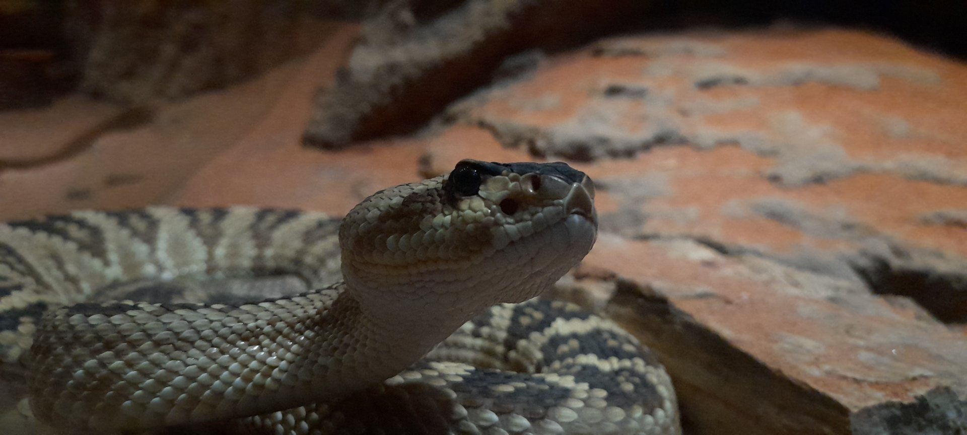 Northern black-tailed rattle snake (Crotalus molossus molossus)