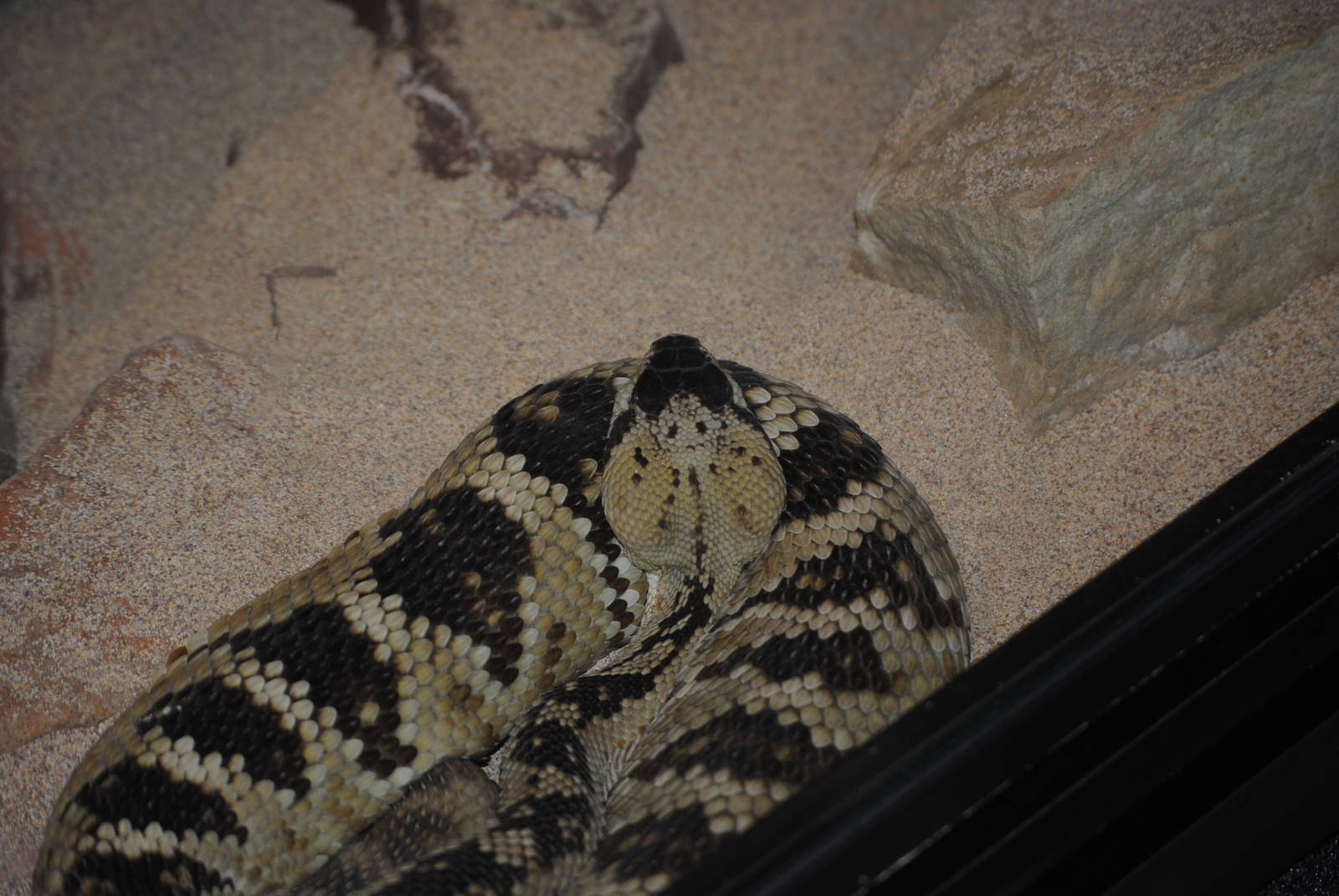 Northern Black-Tailed Rattlesnake