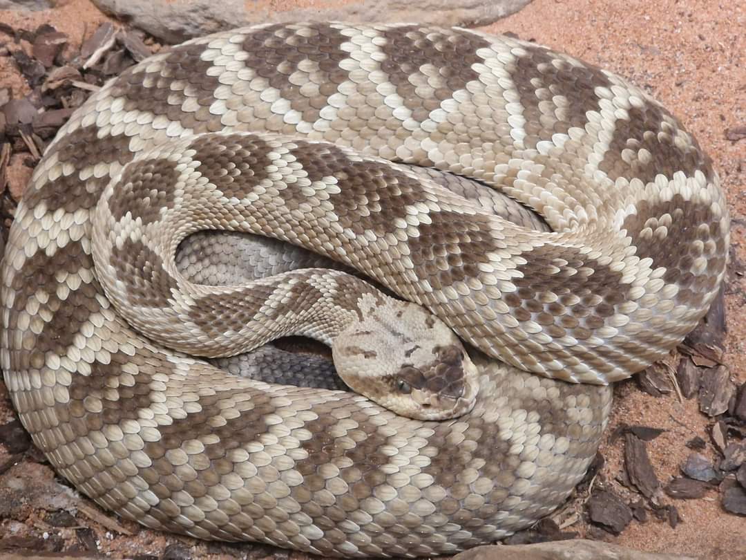 Northern Black-tailed Rattlesnake