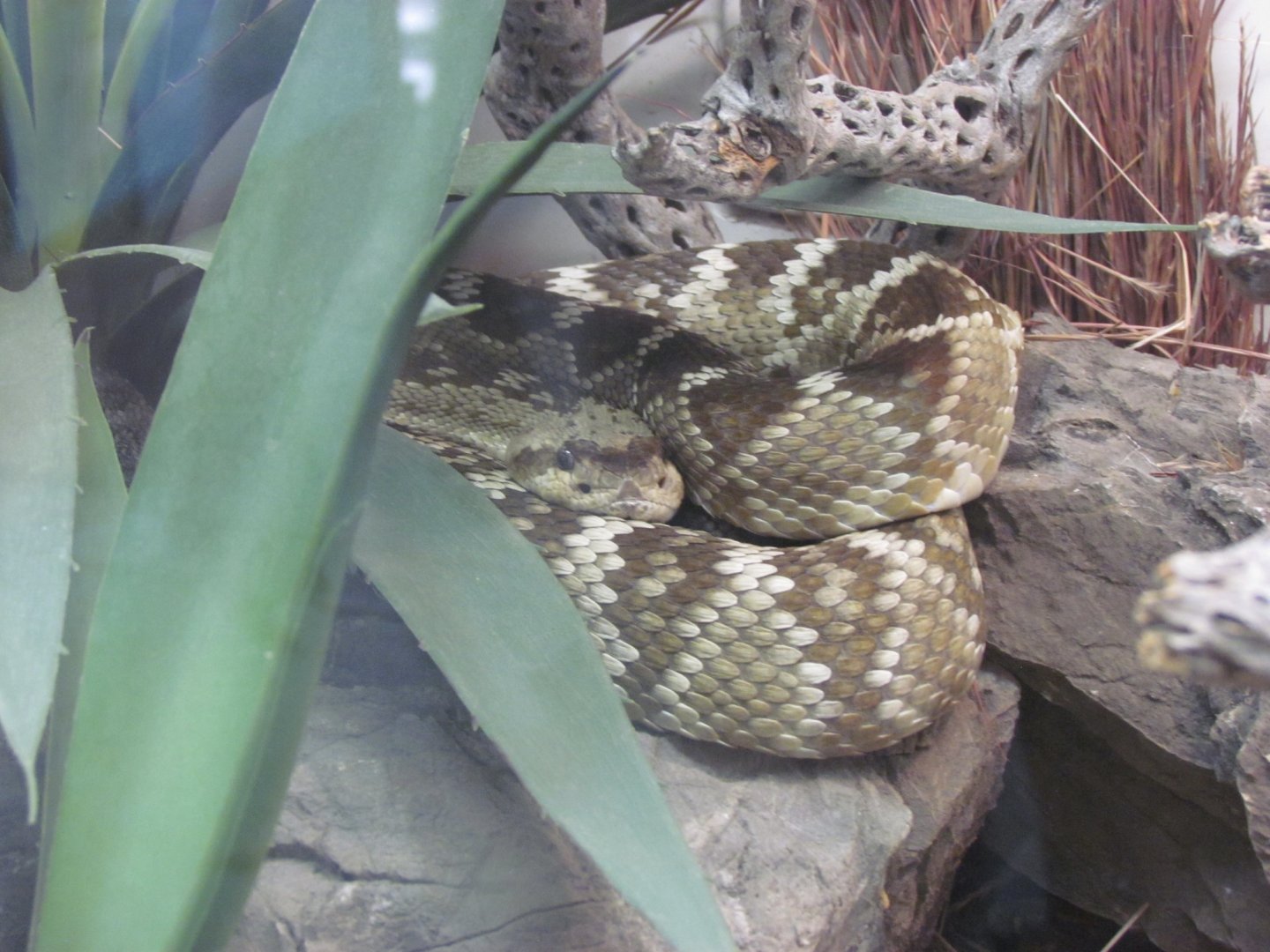 Northern Black-tailed Rattlesnake
