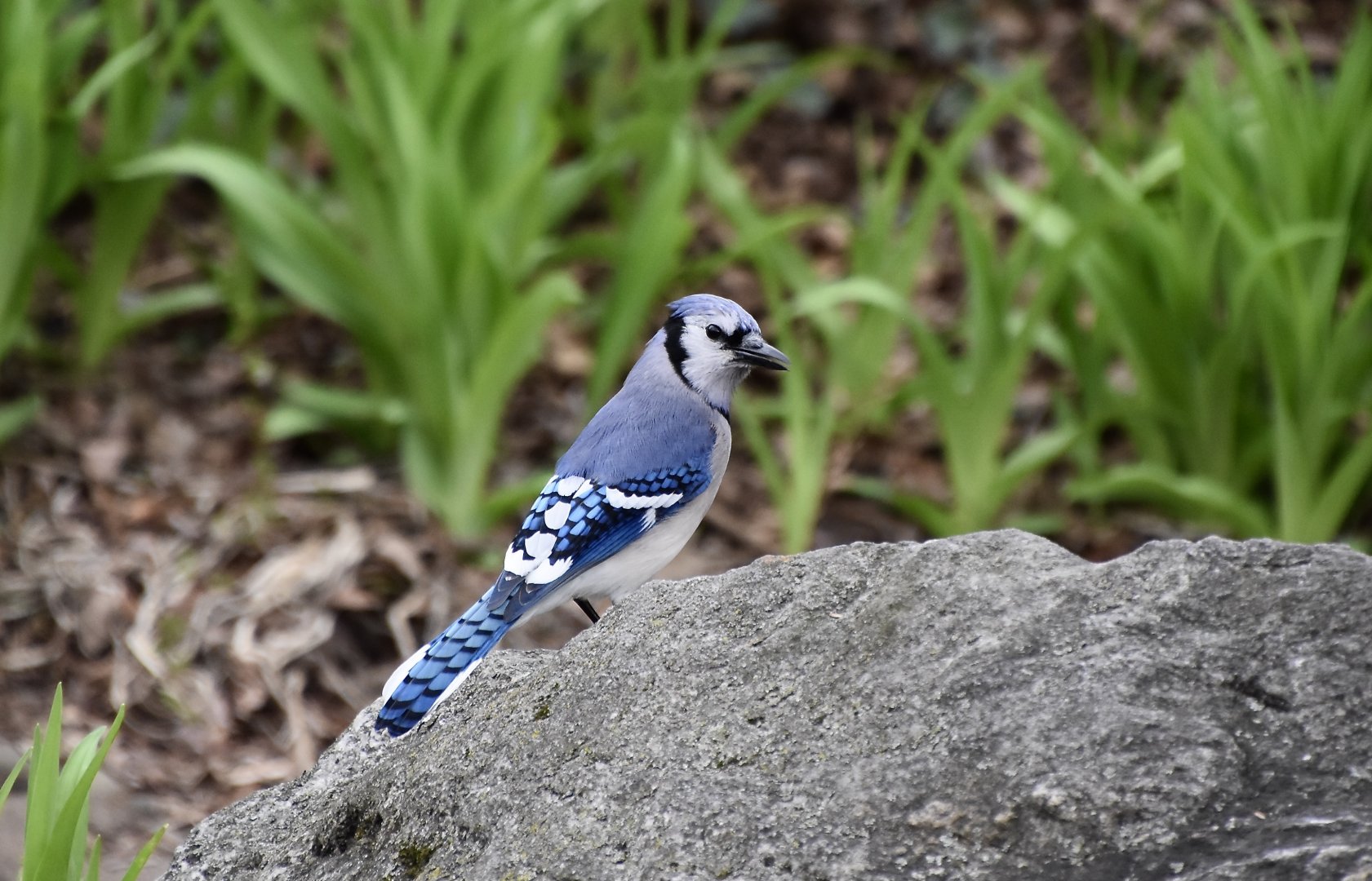 Northern Blue Jay (Cyanocitta cristata bromia) - wild
