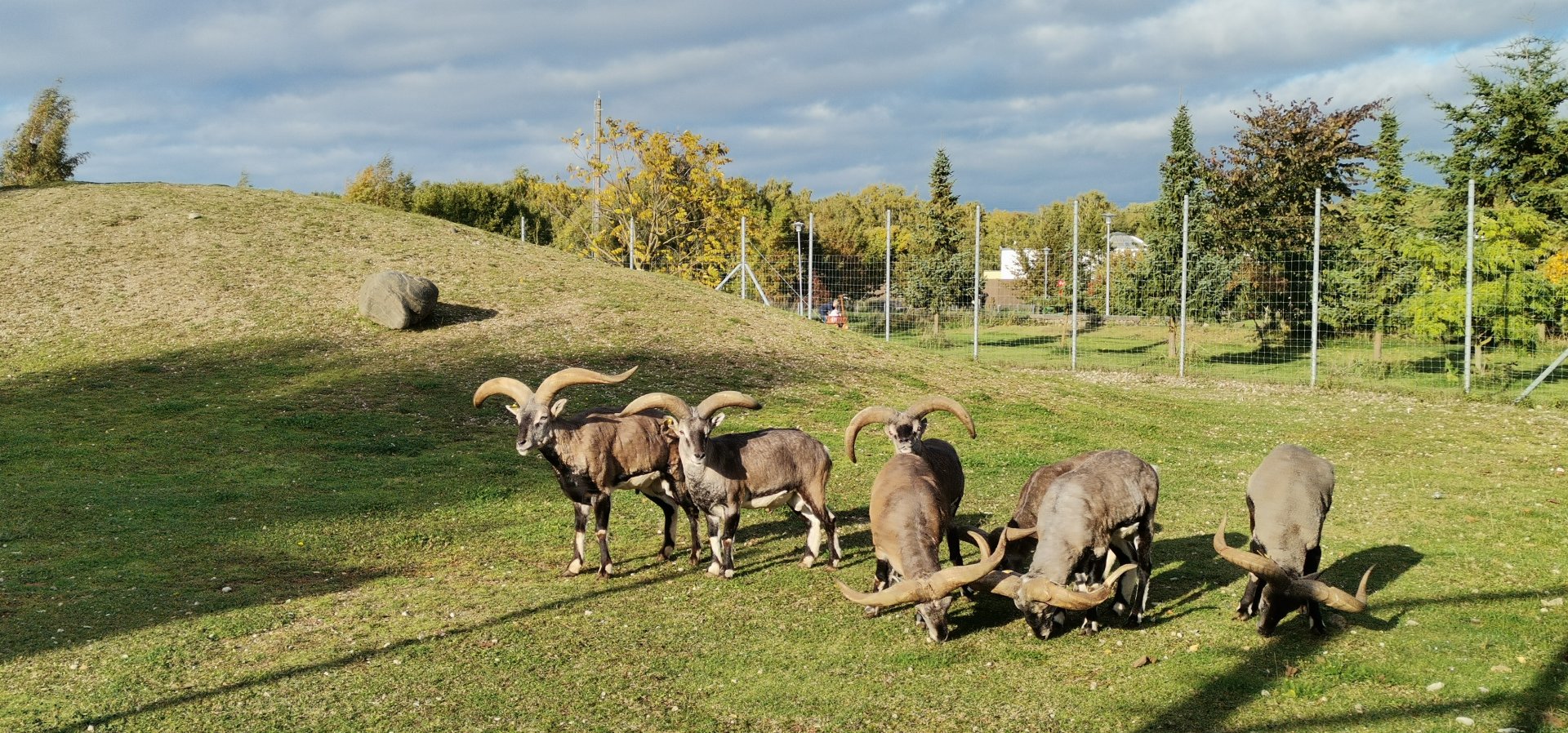 Northern blue sheep/Bharal