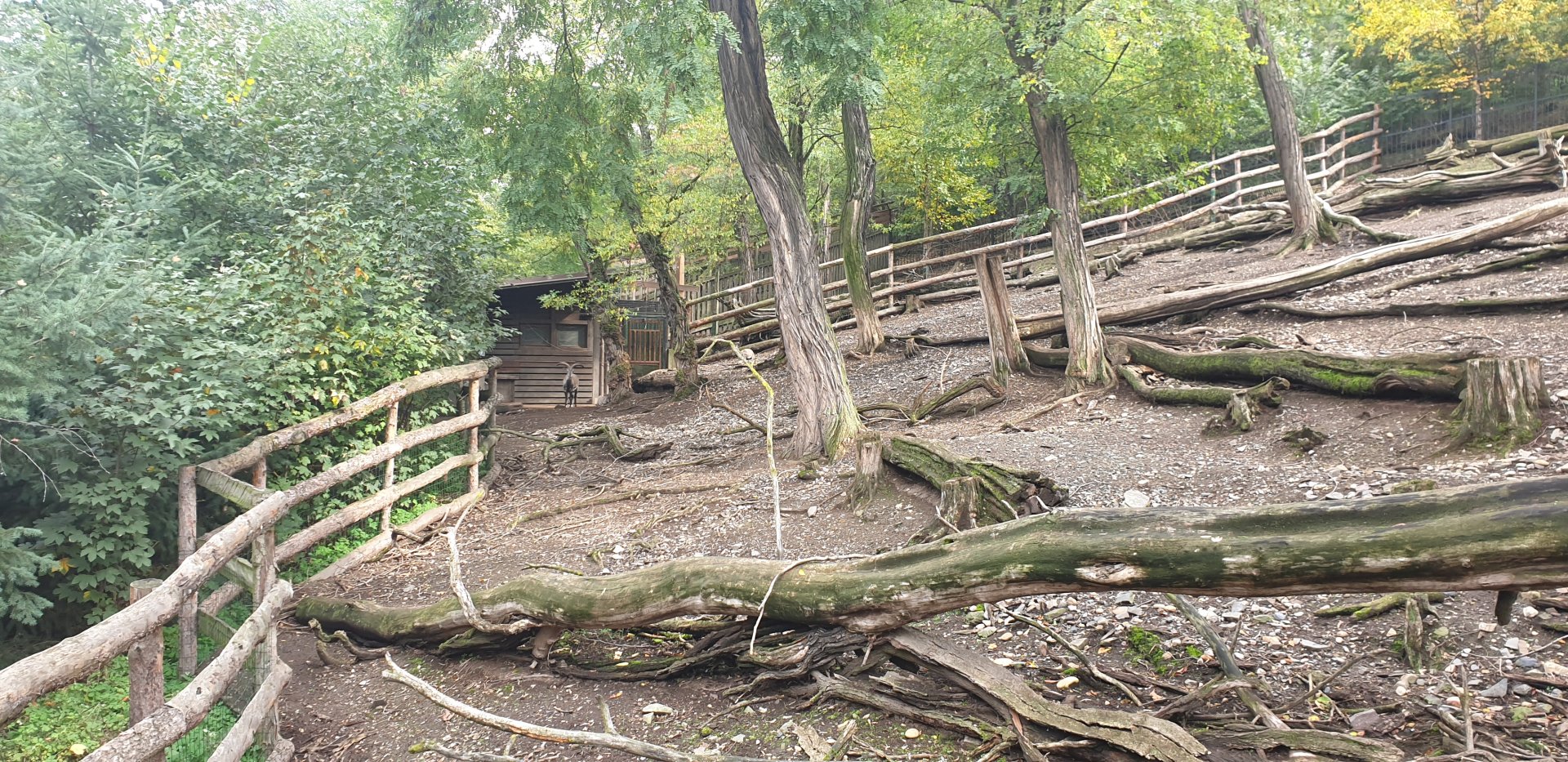 Northern blue sheep enclosure