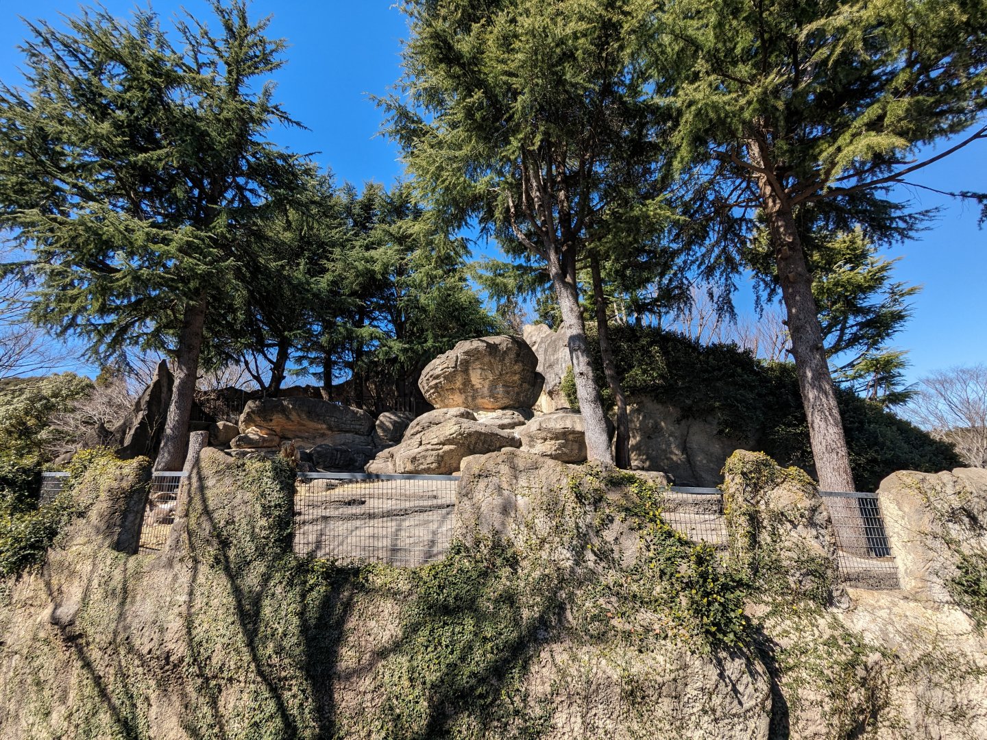 Northern Blue Sheep Exhibit