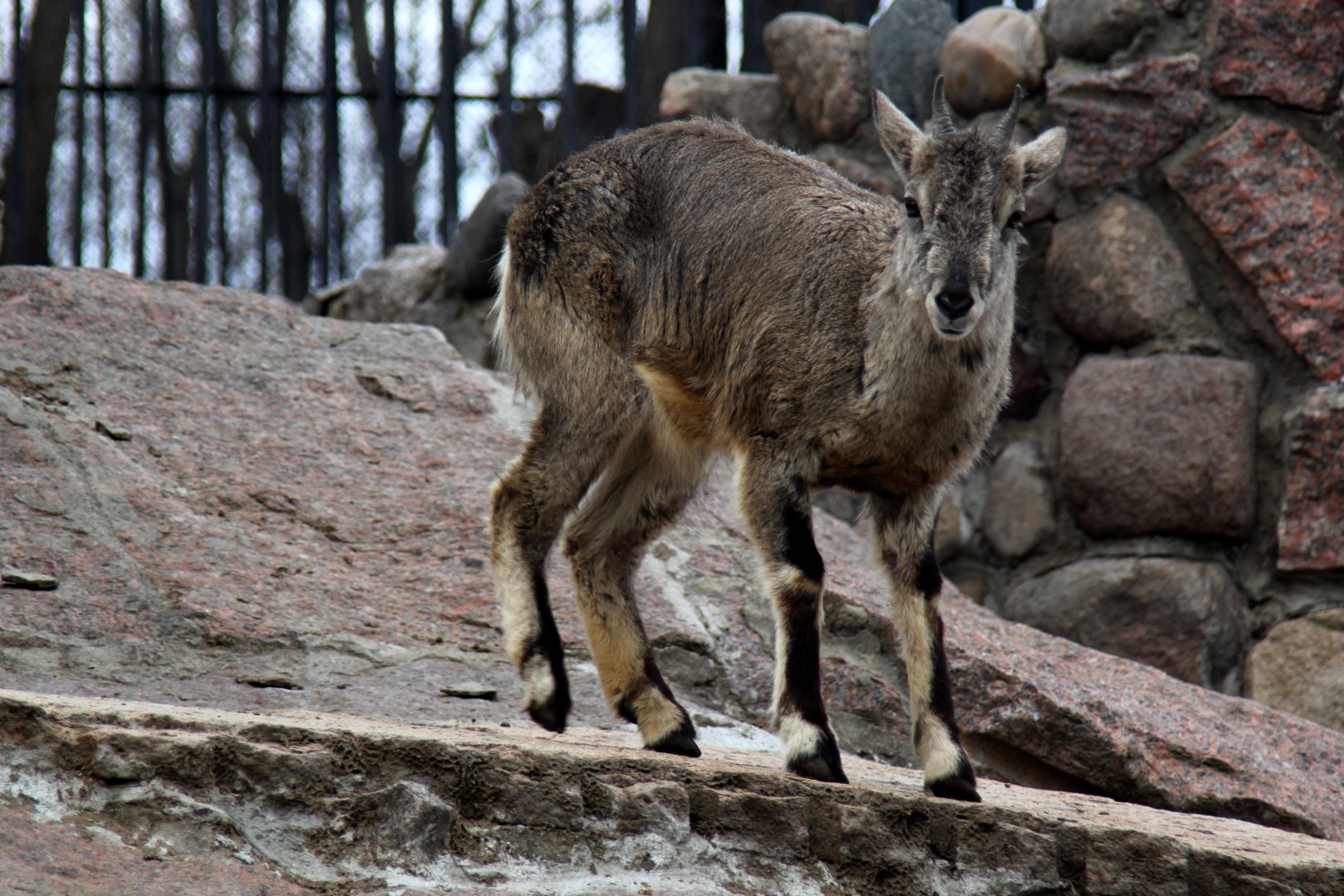 Northern blue sheep (Pseudois nayaur szechuanensis)