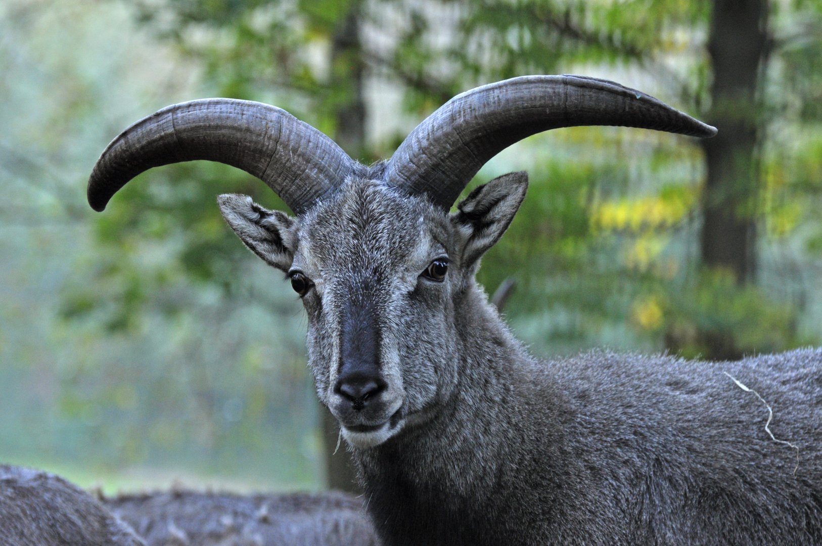 Northern blue sheep (Pseudois nayaur szechuanensis)
