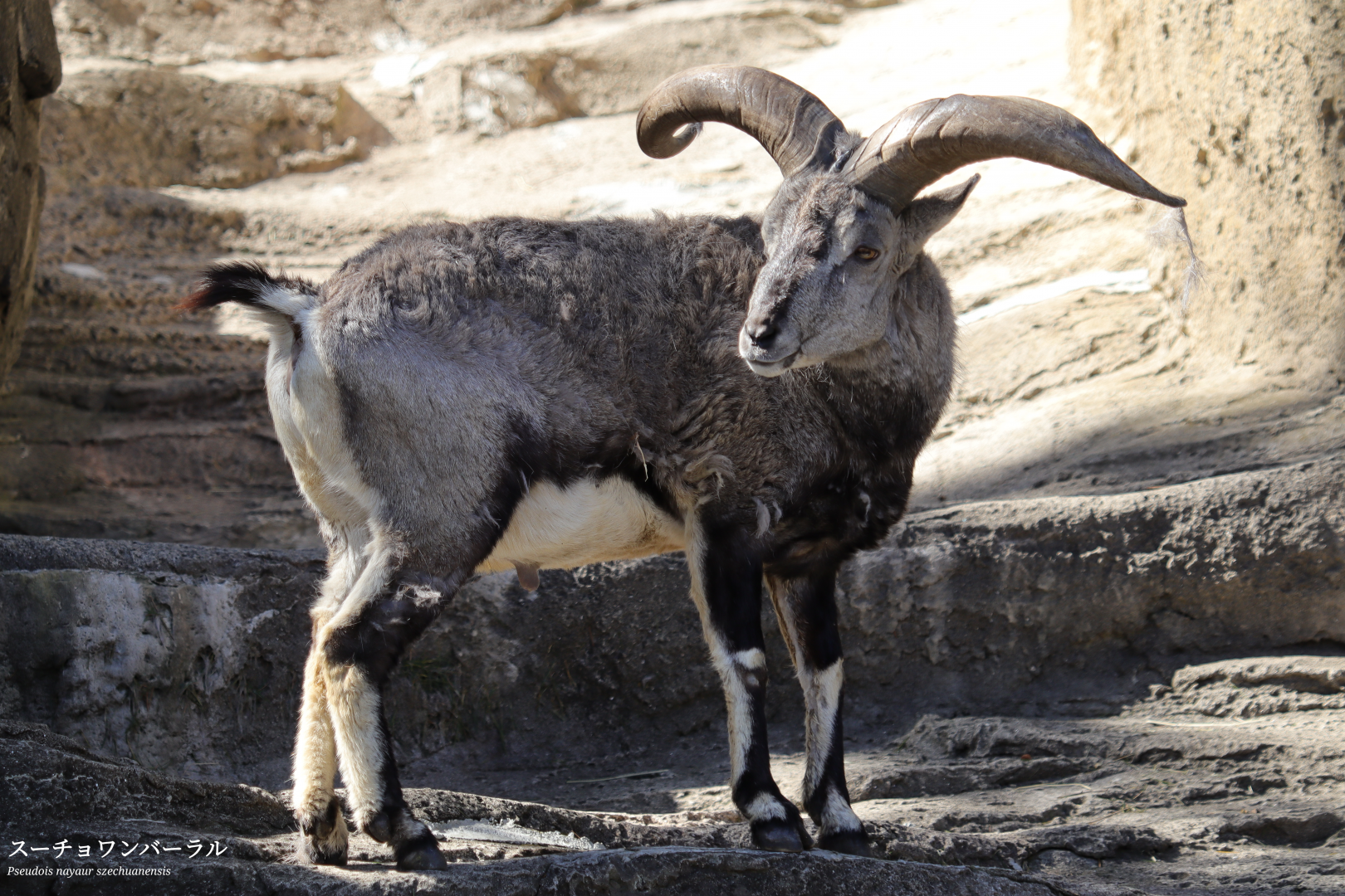 Northern blue sheep (Pseudois nayaur szechuanensis)