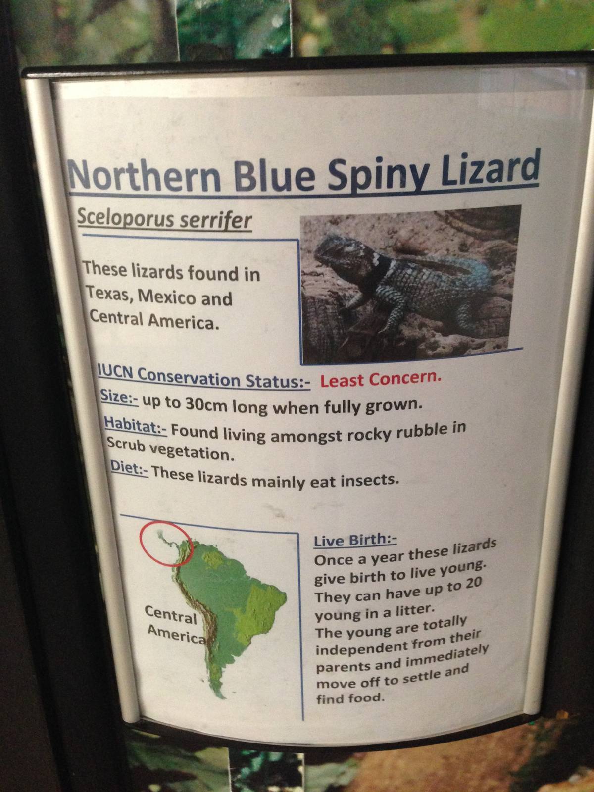 Northern Blue Spiny Lizard Signage at Tropical World - 02/10/2013