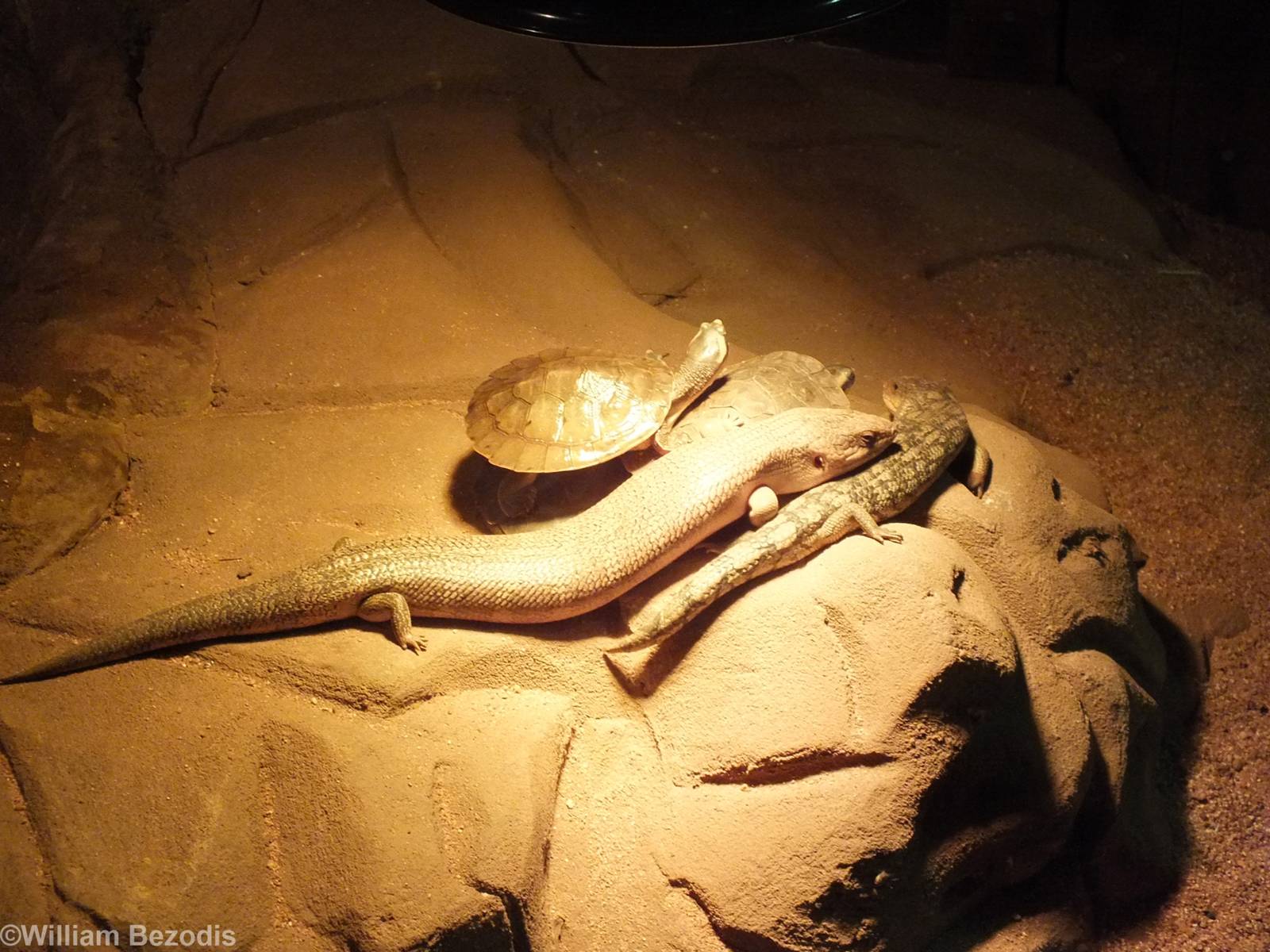 Northern Blue-tongue Skink, Northern Red-faced Turtle, and Blotched Blue-to