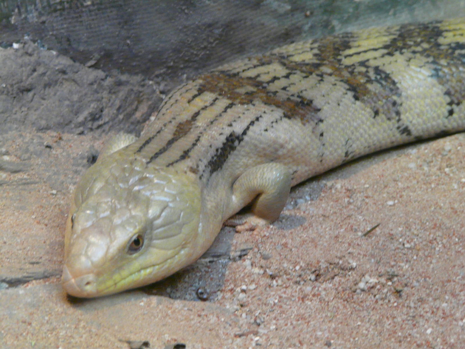 Northern blue-tongue