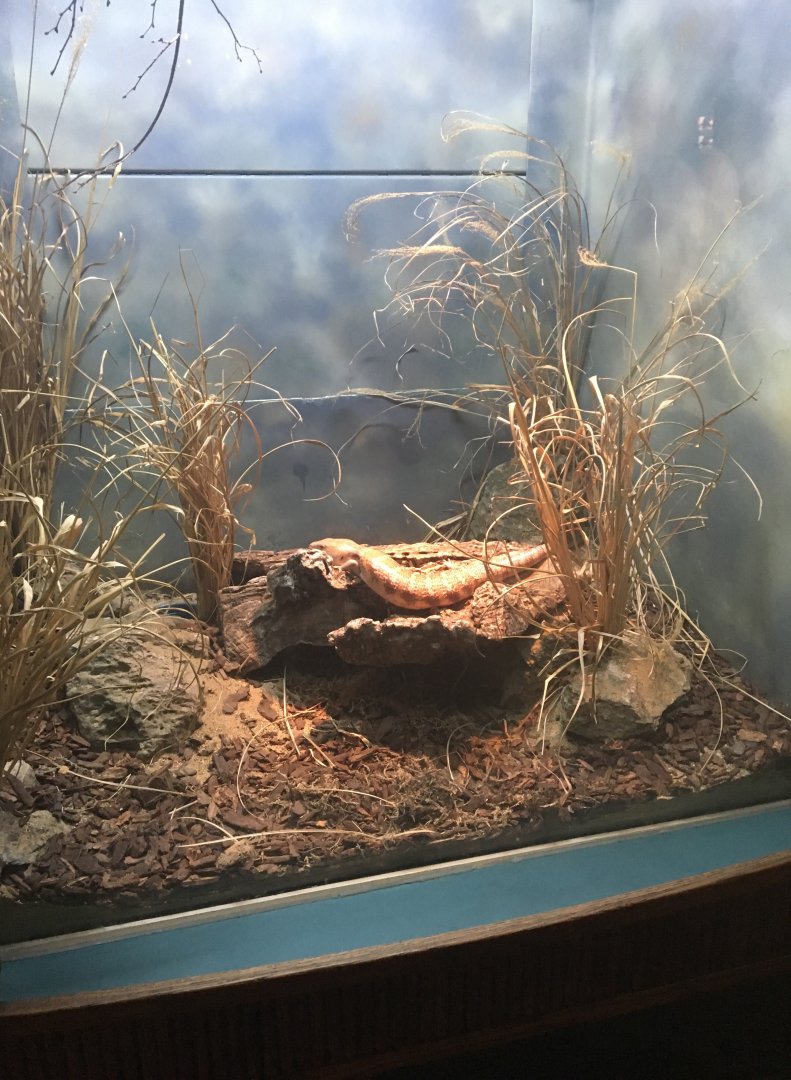 Northern Blue-Tongued Skink Enclosure